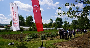 Batı Karadeniz Tarımında Bir İlk: Bartın'da Tarihi Kuşkonmaz Hasadı Resmen Başladı!