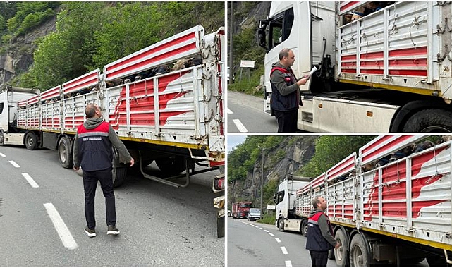 Doğu Karadeniz'de Kaçak Sevke Geçit Yok: Rize'de Kurban Bayramı Öncesi Yol Kontrolleri Yoğun Şekilde Devam Ediyor!