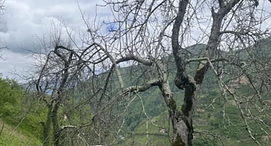 Doğu Karadeniz'in Şifa Deposu: İklime Aldanmayan 