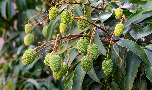 Egzotik ve Kazançlı: Liçi (Litchi) Yetiştiriciliği Rehberi