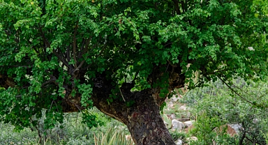 Gölgesi Klimadan Daha Serin: Mucizevi Misvak (Peelu) Ağacı