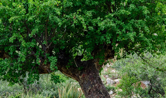 Gölgesi Klimadan Daha Serin: Mucizevi Misvak (Peelu) Ağacı