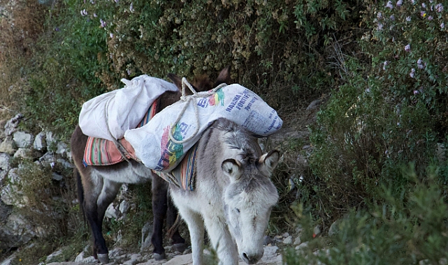 Katır ve Barda (Hinny) Arasındaki Farklar: Hangi Melez Daha Güçlü?