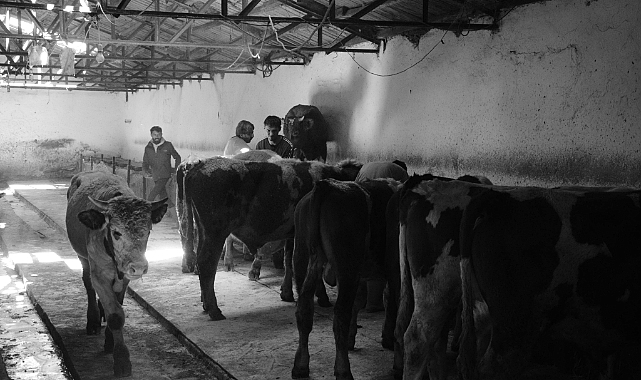 Kırklareli’de Hayvan Sağlığı İçin Sıkı Takip: 2026 Yılı Genelgesi Yayımlandı