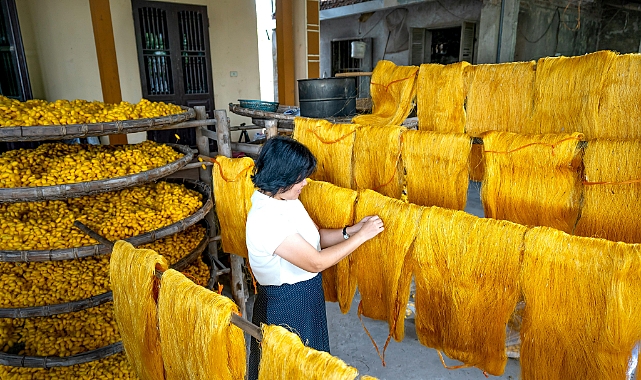 Muğla’da Beyaz Altın Mesaisi: İpekböceği Dağıtımıyla Üretim Başladı