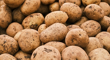 Patates Saklamanın 7 Pratik Yolu ve Uzun Süreli Muhafaza Yöntemleri