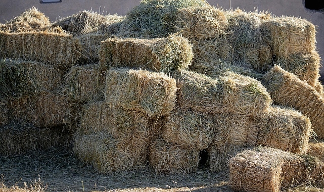 Saman Pazarında Mayıs Mesaisi: Tekirdağ ve Diyarbakır’da Güncel Rakamlar