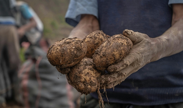 Siyah Patates: Niş Pazarda Yüksek Karlılık Fırsatı