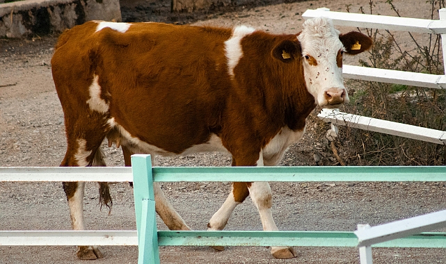 Yapay Zekâlı Geri Dönüş Kapıları: Süt Çiftliklerinde Verimlilik ve Refah Devrimi