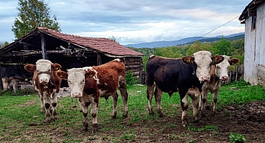 Yetiştiriciye Büyük Destek: Buzağı Destekleme Ödemeleri Başladı