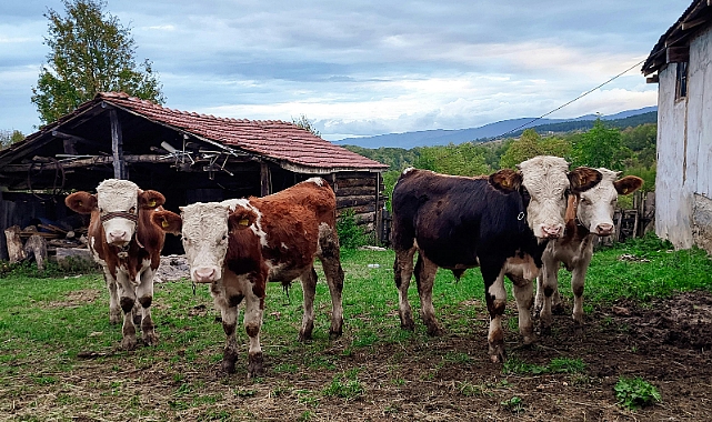 Yetiştiriciye Büyük Destek: Buzağı Destekleme Ödemeleri Başladı