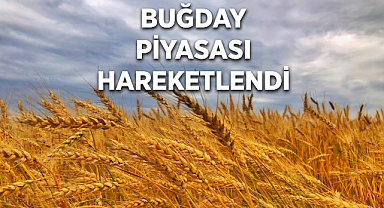 1 kilo buğday ne kadar fiyatı? 2026 buğday fiyatları ne kadar? Buğday fiyatları bugün ne kadar? 1 ton hububat kaç TL?