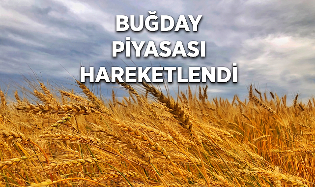 1 kilo buğday ne kadar fiyatı? 2026 buğday fiyatları ne kadar? Buğday fiyatları bugün ne kadar? 1 ton hububat kaç TL?