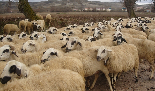 2026 Güncel Kuzu Karkas ve Kesim Fiyatları