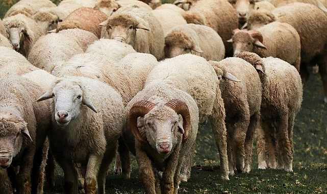 Adaklık ve Kurbanlık Piyasasında Hareketlilik: 19 Haziran 2026 koyun Fiyatları Analizi