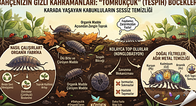 Bu böcek tarımın ve Bahçenizin Gizli Kahramanı: 