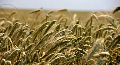 Buğday fiyatları bugün ne kadar? Hububat Piyasasında Güncel Fiyatlar ve Ticaret Verileri