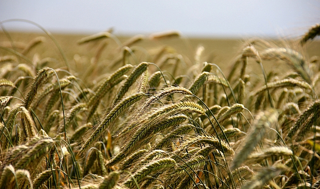 Buğday fiyatları bugün ne kadar? Hububat Piyasasında Güncel Fiyatlar ve Ticaret Verileri