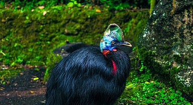 Cassowary nedir? Yağmur Ormanlarının Gizemli Sakini 