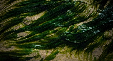 Chlorella Vulgaris: Geleceğin Çevreci