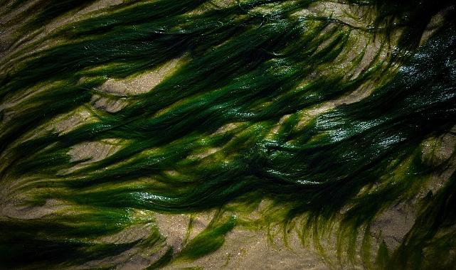 Chlorella Vulgaris: Geleceğin Çevreci