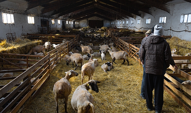 Doğal Sağlık Çözümleri: Hayvanlar ve Evcil Hayvanlar İçin Homeopatiye Başlangıç Kılavuzu