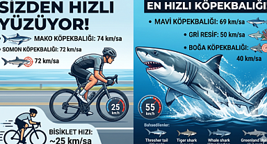 En Hızlı Köpekbalığı Hangisi?