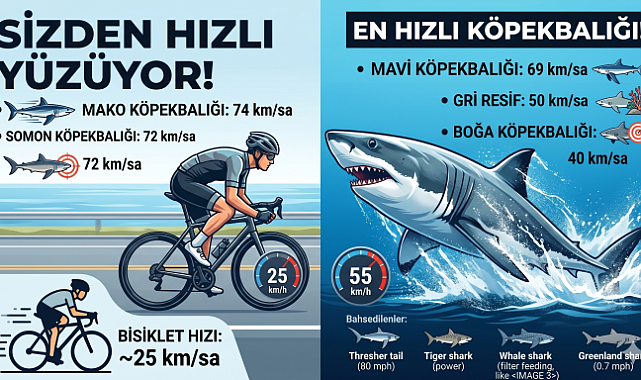 En Hızlı Köpekbalığı Hangisi?
