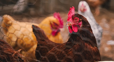 Erken öten horozun! Horozlar Neden Sabahları Öter? İçsel Saat ve Bölgesel Hakimiyet