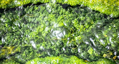 Geleceğin Çevreci Süper Gıdası: Mikroalg Chlorella Vulgaris ve Tarımsal Üretimde Çeşitlilik vizyonu