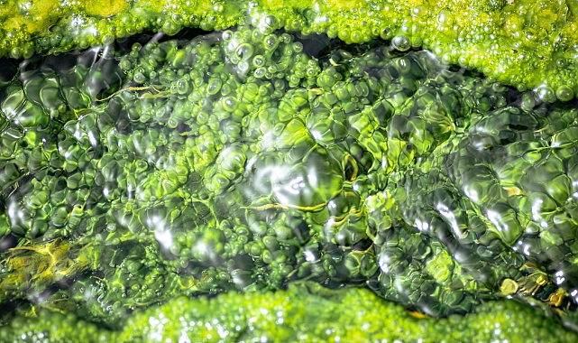 Geleceğin Çevreci Süper Gıdası: Mikroalg Chlorella Vulgaris ve Tarımsal Üretimde Çeşitlilik vizyonu