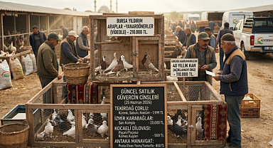 Güvercin fiyatları belli oldu! Bölge Bölge Güncel Güvercin İlanları ve Fiyat Tablosu