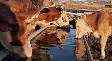 Hayvancılığa can suyu! Sıvatlar Köy Muhtarlarına Teslim Edildi!