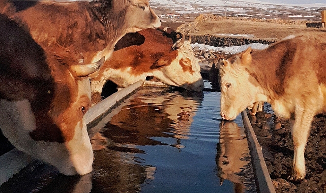 Hayvancılığa can suyu! Sıvatlar Köy Muhtarlarına Teslim Edildi!