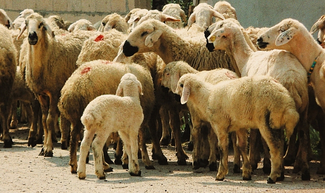 Hayvancılıkta Gen Devrimi: CRISPR Teknolojisi ile Koyunlarda Kuyruk Kesme Çilesi Tarih Oluyor!