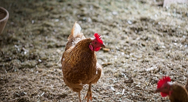 İç İçe Tavuk Yumurtası olur mu? Doğanın
