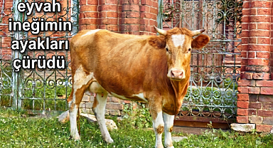 İneklerde Ayak Çürümesine Antibiyotiksiz Çözüm! 