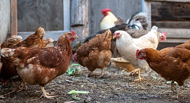 Kanatlı Hayvan Yetiştiriciliğinde Antibiyotiksiz Dönem: Başarılı Bir Model