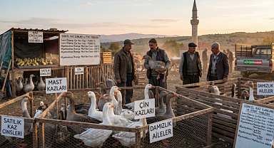 Kaz fiyatları belli oldu! Bölge Bölge Güncel Kaz İlanları ve Fiyat Tablosu