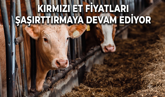 Kırmızı et fiyatları şaşırtmaya devam ediyor! Kırmızı Et ve Canlı Hayvan Piyasasında Son Durum