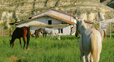 Kış Sonundaki Besin Maddesi Mevcudiyeti ve Toprak-Kök Etkileşimlerinin Rolü
