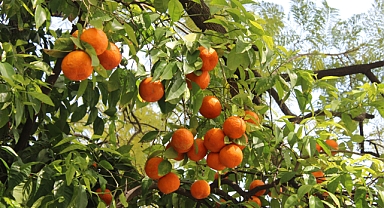 Mandalina, portakal, limon üretiyorsanız dikkat! Tarım Bakanlığı resmi sayfadan başladı