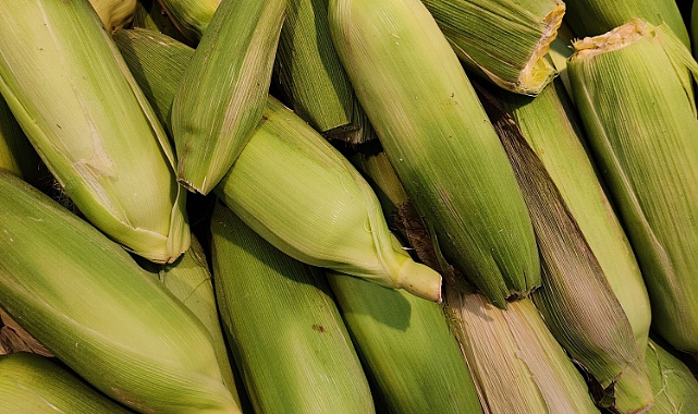 Mısırda Kuraklık Stresine Karşı Doğal Direnç: Humus ve Yaprak Bakımı