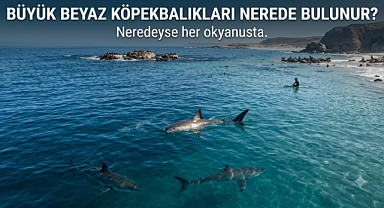 Nerede karşınıza çıkabilir? Büyük Beyaz Köpekbalıkları Nerede Yaşar?