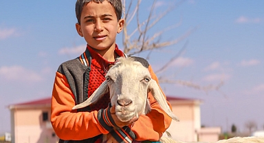 Oğlak fiyatları belli oldu! Bölge Bölge Güncel Oğlak İlanları ve Fiyat Tablosu