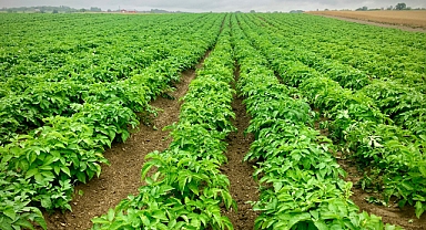 Patates ve Keten Üretiminde Biyostimülanlar: Karlı Bir Verim Artış Aracı