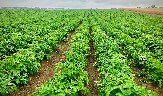 Patates ve Keten Üretiminde Biyostimülanlar: Karlı Bir Verim Artış Aracı