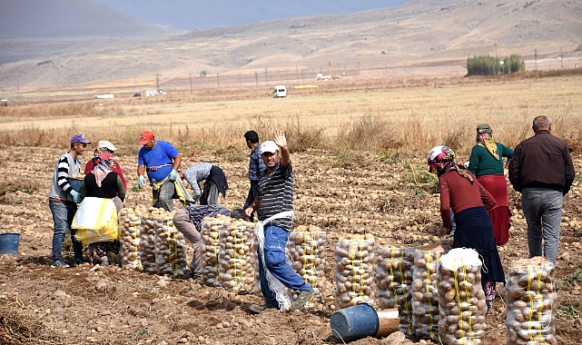 Patates Yetiştiriciliğinde Yeni Nesil Yaklaşım: Malçlama ve Canlandırıcı Spreyler