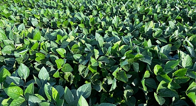 Soya Üreticisine Hasat Uyarısı: R7 Evresinden Önce Sakın Yapmayın!