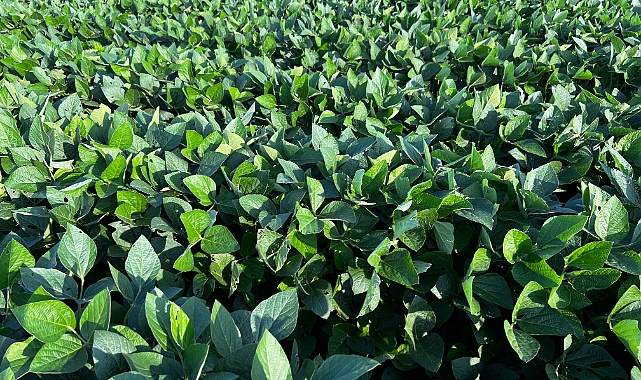Soya Üreticisine Hasat Uyarısı: R7 Evresinden Önce Sakın Yapmayın!